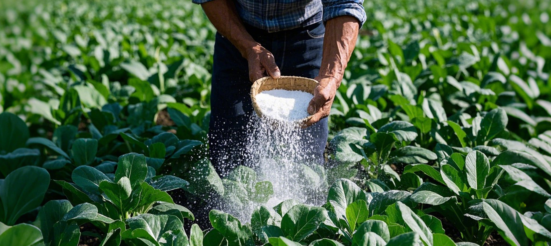 Potash Fertilizers